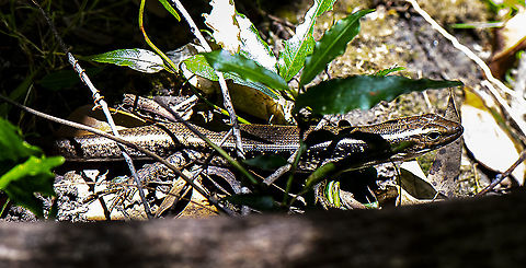 Eastern Water Skink  Australia,Eastern Water Skink,Eulamprus quoyii,Geotagged,Summer