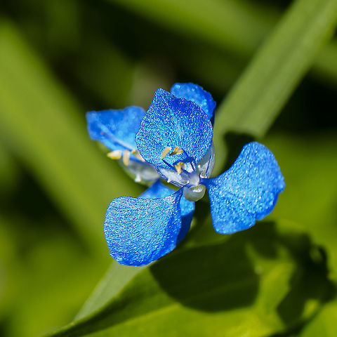 Blue Beauty - Commelina cyanea Native Wandering Dew, Scurvey Weed, Wandering Sailor Commelina cyanea,Geotagged,Scurvy weed,Shrubby Dampiera,Summer