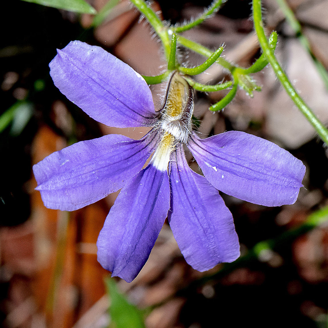 Fairy Fan-flower - Scaevola aemula  Fairy Fan-flower,Geotagged,Scaevola aemula,Summer