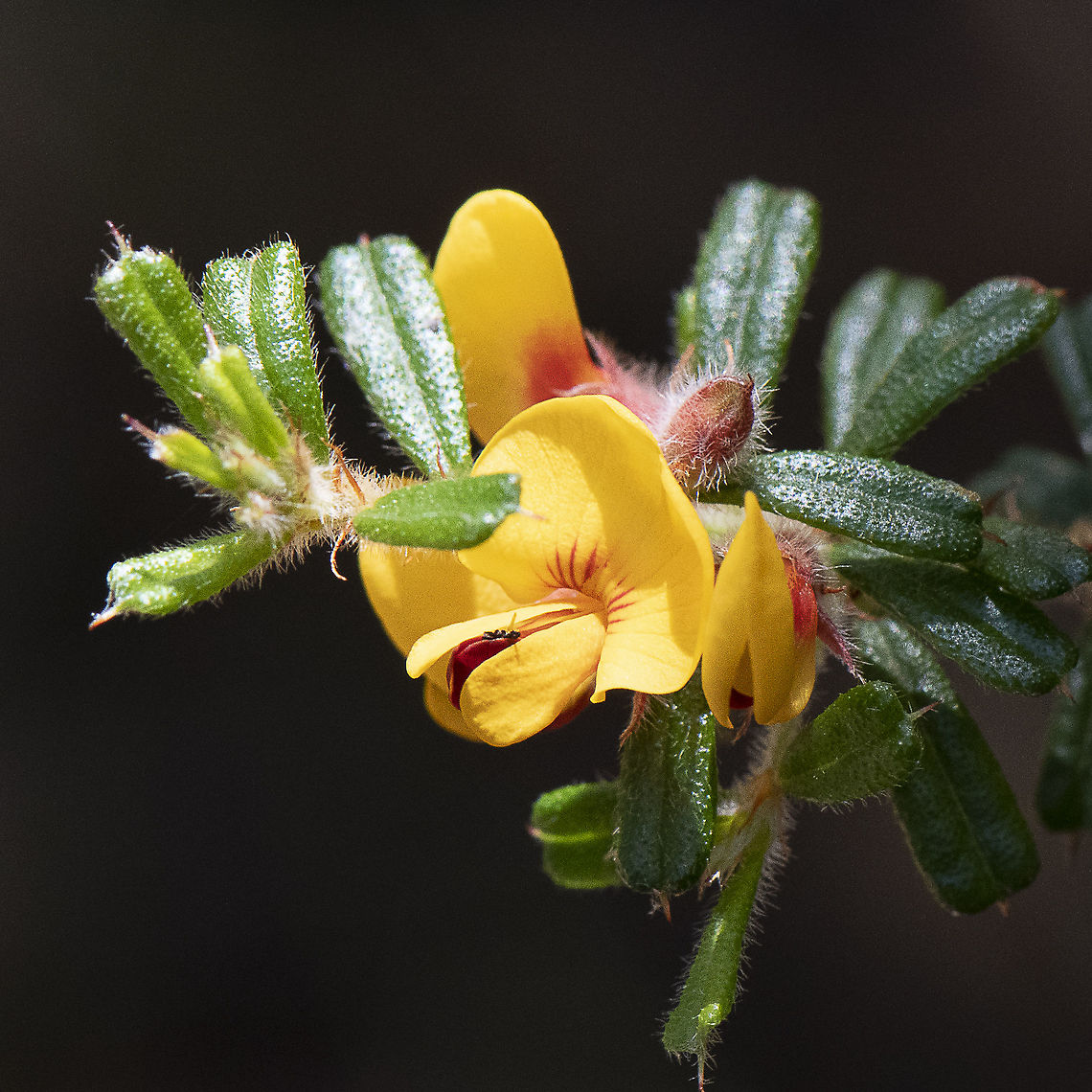 Rough Bush-pea - Pultenaea scabra  Australia,Geotagged,Pultenaea scabra,Rough bush-pea,Summer