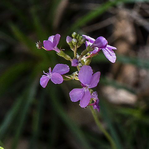 Triggerplant - Stylidium productum  Australia,Geotagged,Stylidium productum,Summer