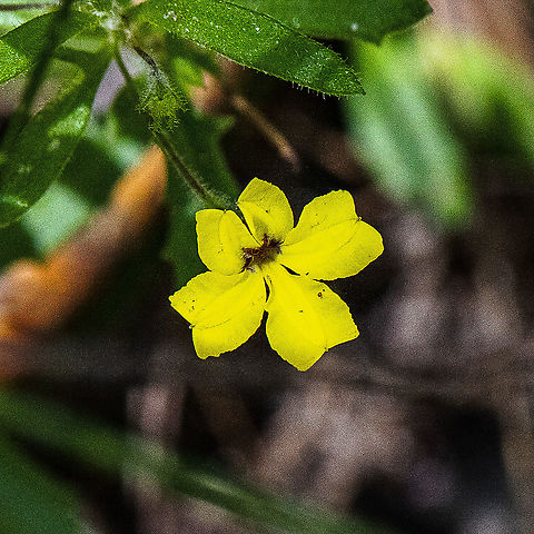 Goodenia heterophylla  Goodenia heterophylla,Variable-leaved Goodenia