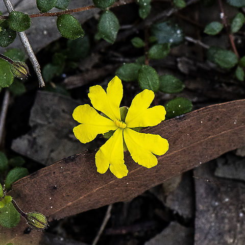 Brown guinea flower
