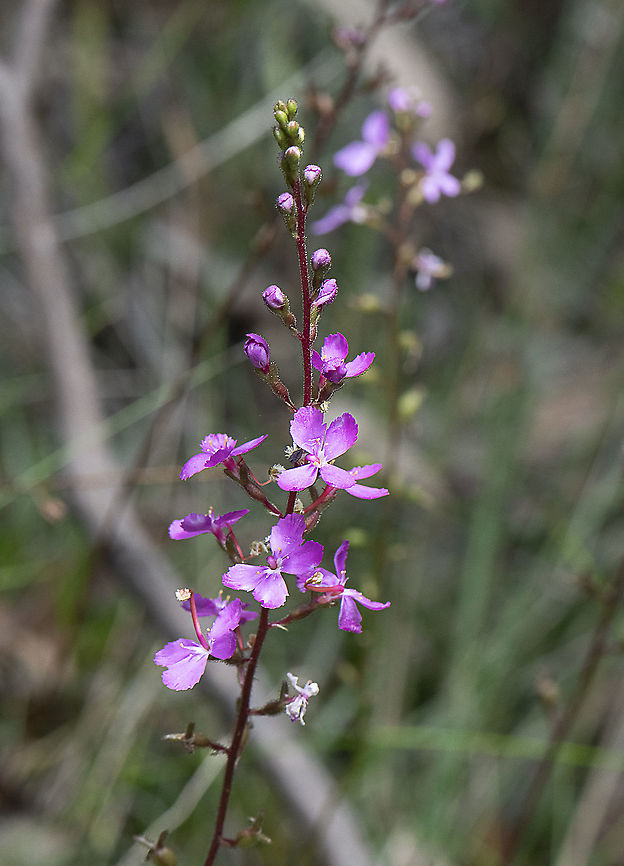 Triggerplant - Stylidium productum  Australia,Geotagged,Narrow-leaf Trigger Plant,Stylidium lineare,Stylidium productum,Summer