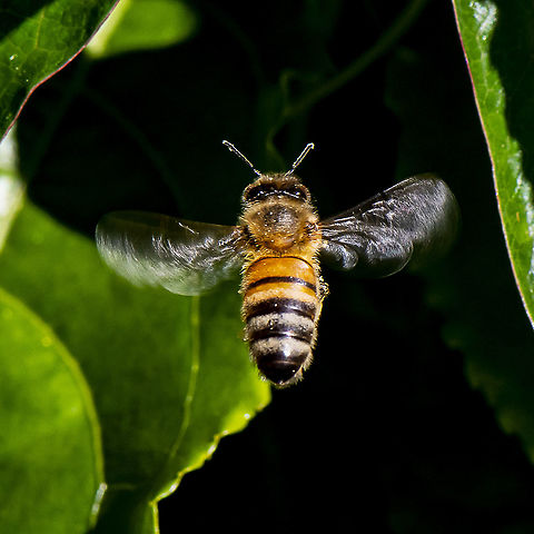 Pollen Pocket in Flight - European Honey Bee - Apis mellifera  Apis mellifera,Australia,Geotagged,Summer,Western honey bee
