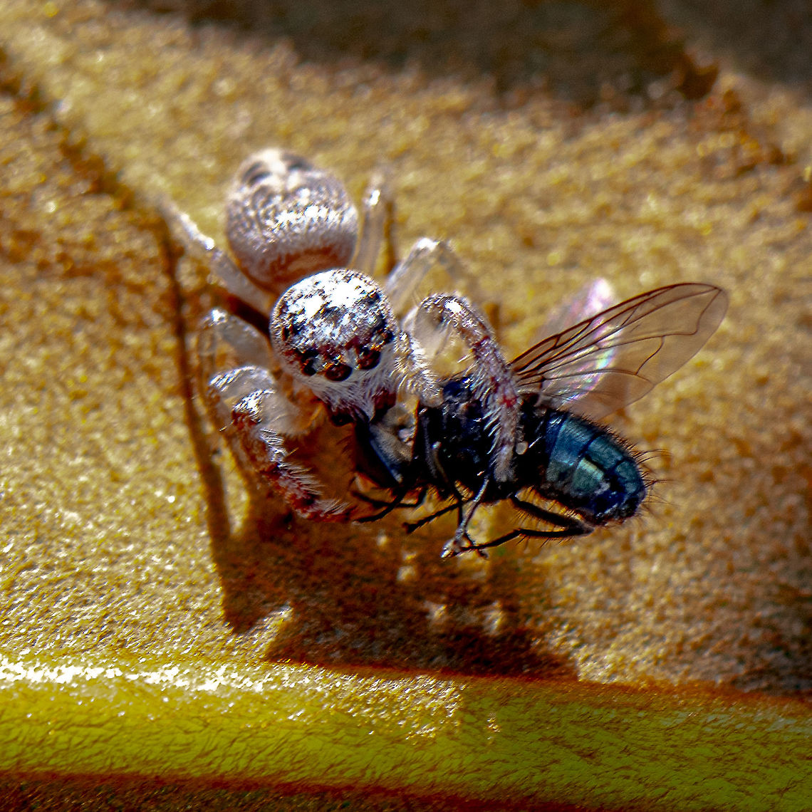 Jumping for Lunch - Jumping Spider - Opisthoncus parcedentatus  Australia,Garden jumping spider,Geotagged,Opisthoncus parcedentatus,Summer