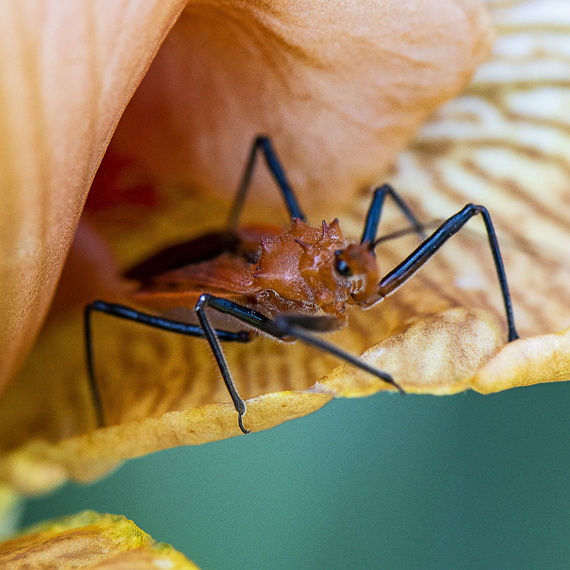 Assassin Bug  Australia,Australian assassin bug,Geotagged,Gminatus australis,Orange Assassin Bug,Pristhesancus plagipennis,Summer