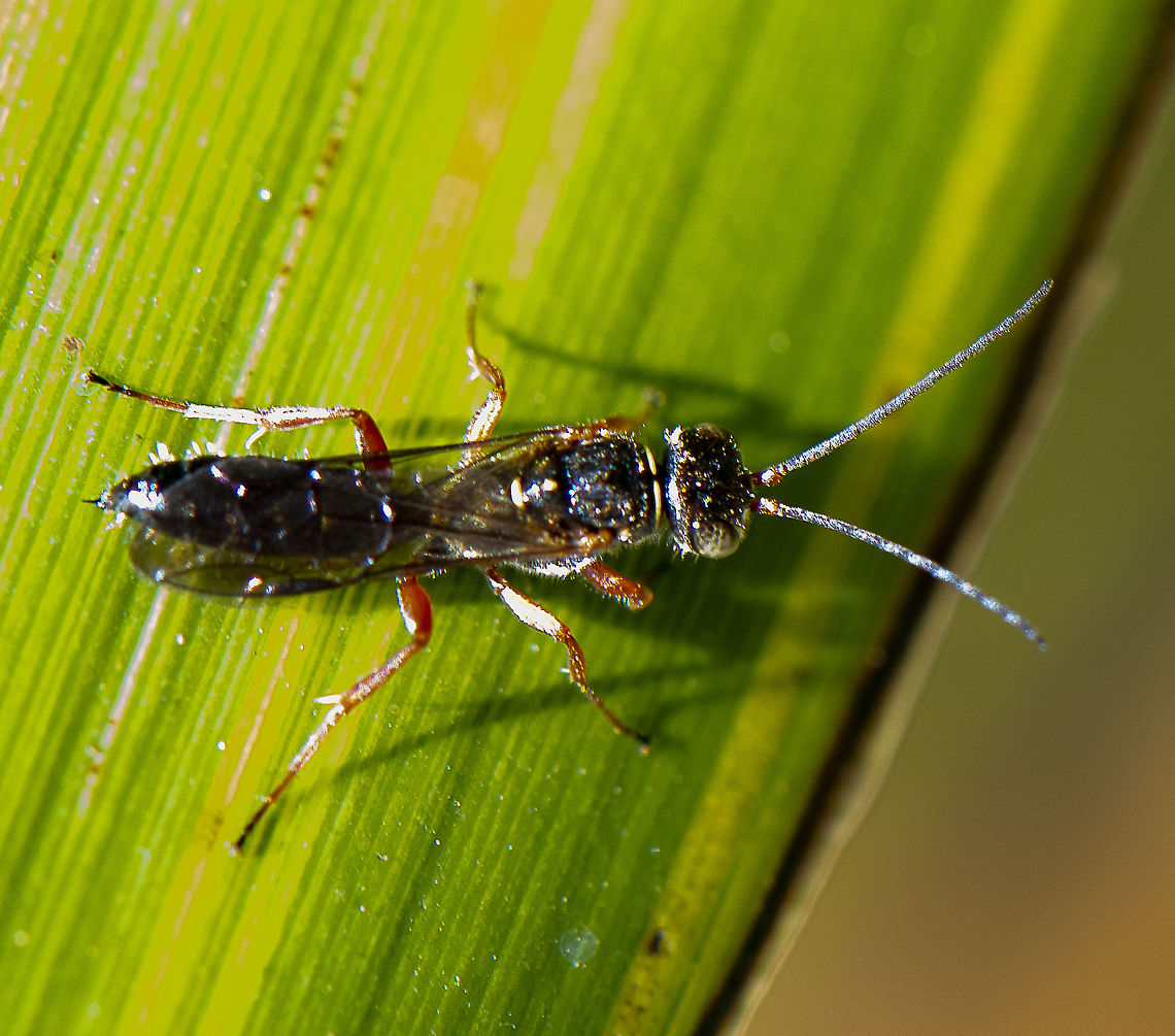 Flower Wasp - Tachynomyia abdominalis  Australia,Geotagged,Summer,Tachynomyia abdominalis