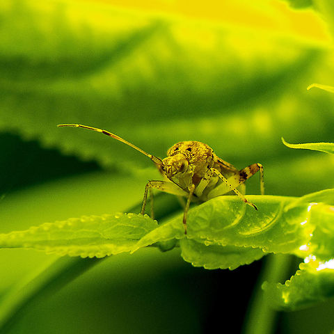 Tiny Critter - Miridae sp.  Australia,Geotagged,Summer