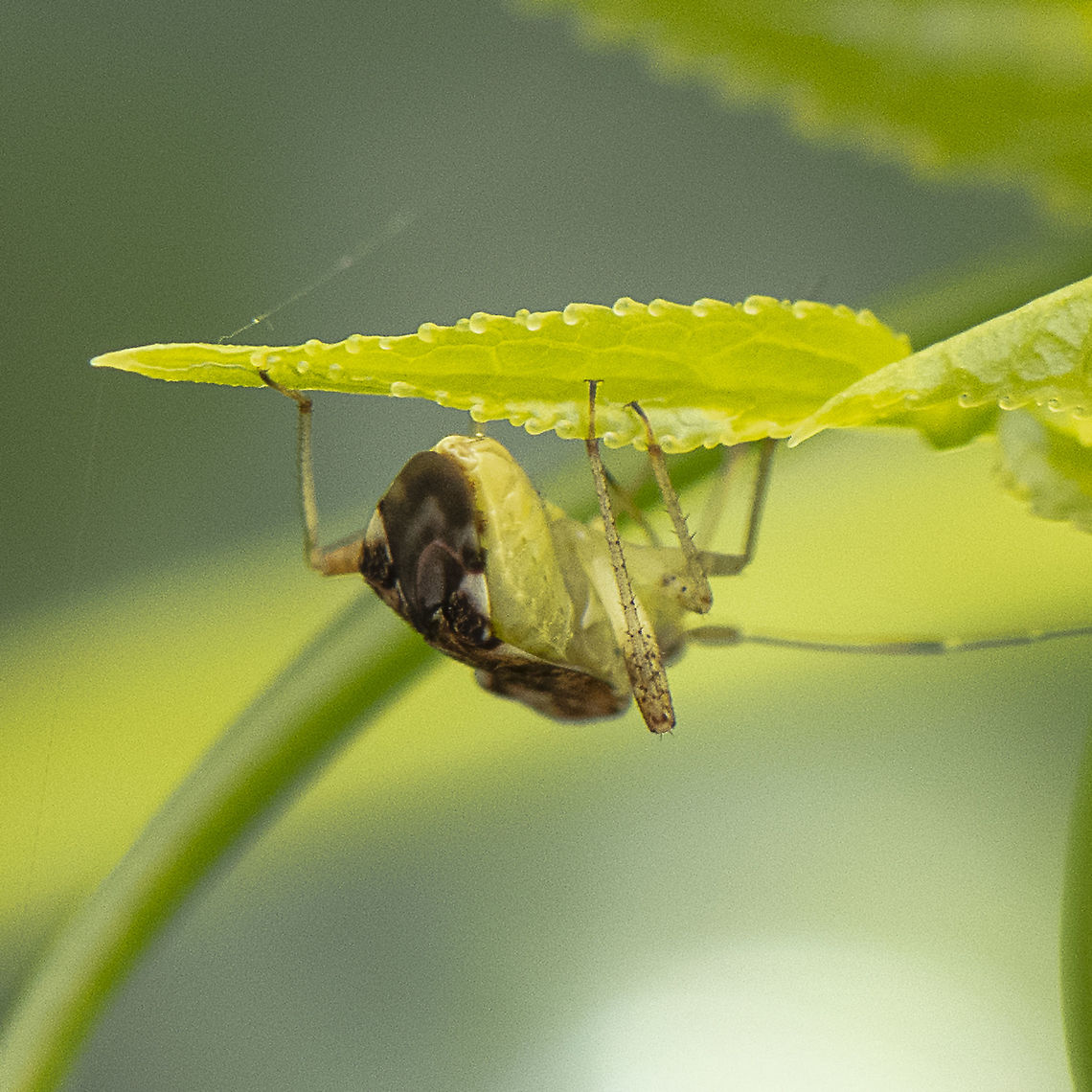 Tiny Critter Rear - Miridae sp.  Australia,Geotagged,Summer
