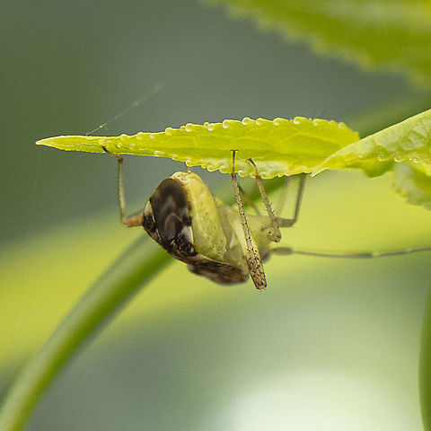 Tiny Critter Rear - Miridae sp.  Australia,Geotagged,Summer