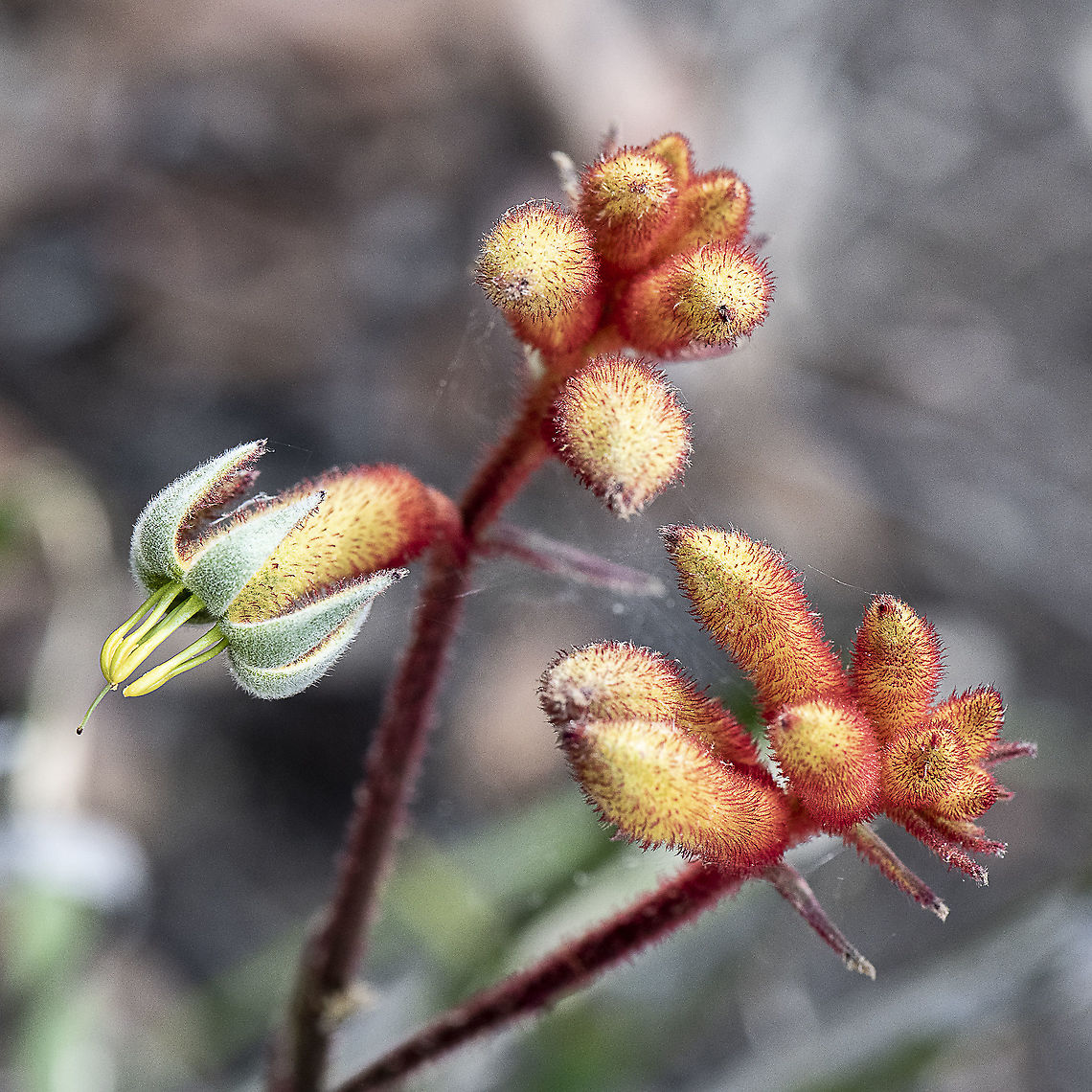 Kangaroo Paw - Anigozanthos x hybrid 'Orange Cross  Australia,Geotagged,Summer