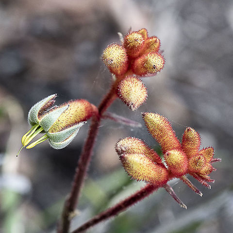 Kangaroo Paw - Anigozanthos x hybrid 'Orange Cross  Australia,Geotagged,Summer