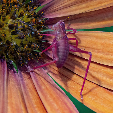 Common Garden Katydid - Caedicia simplex In the nymph stage, C. simplex are sometimes a vibrant red-pink color, lacking the leaf-like appearance of their adult counterparts. Australia,Caedicia simplex,Geotagged,Summer