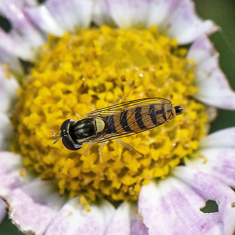 Sphaerophoria macrogaster  Australia,Geotagged,Summer