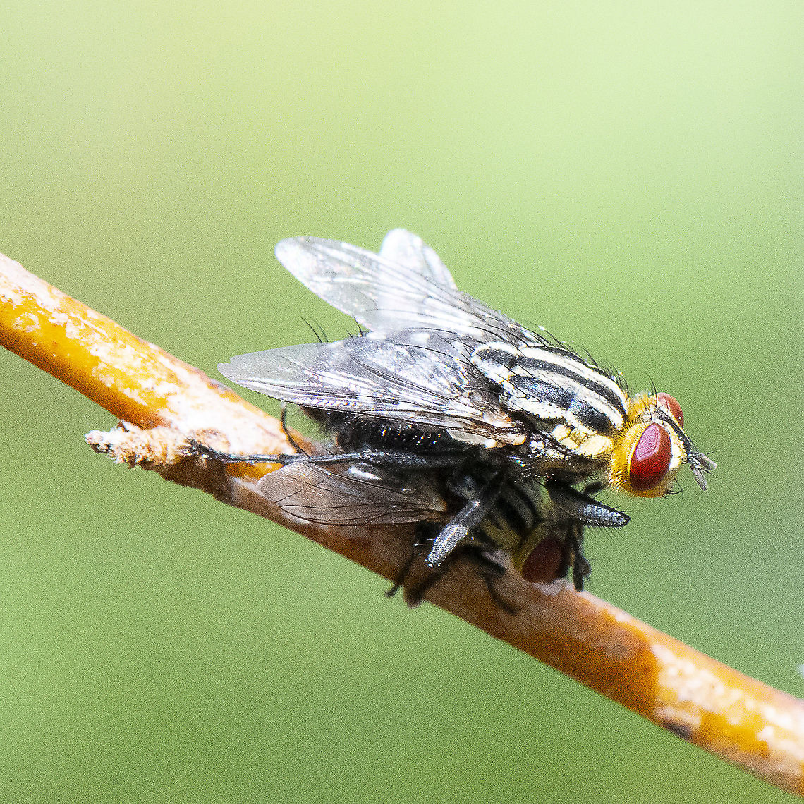 Piggy Back - Grey Flesh Fly - Sarcophaga aurifrons?  Australia,Geotagged,Grey-striped Fly,Sarcophaga aurifrons,Summer