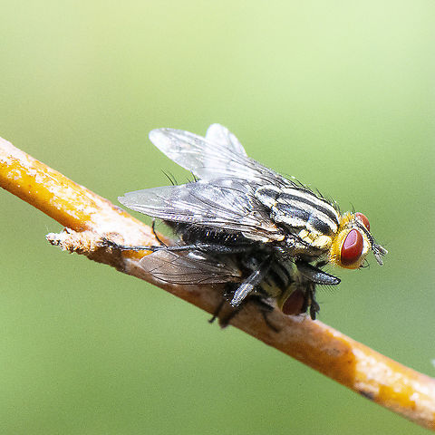 Piggy Back - Grey Flesh Fly - Sarcophaga aurifrons?  Australia,Geotagged,Grey-striped Fly,Sarcophaga aurifrons,Summer