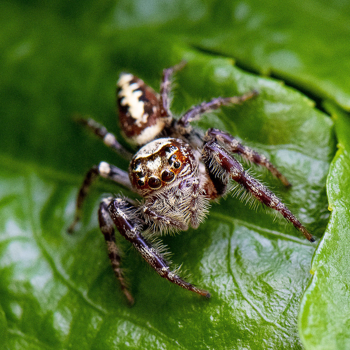 Jumping spider - Opisthoncus quadratarius  Australia,Geotagged,Opisthoncus quadratarius,Summer