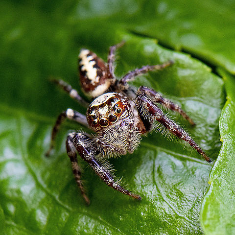 Opisthoncus quadratarius