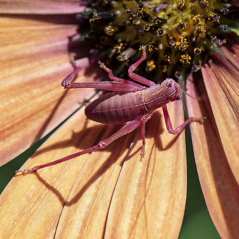 Another View - Common Garden Katydid - Caedicia simplex  Australia,Caedicia simplex,Geotagged,Summer