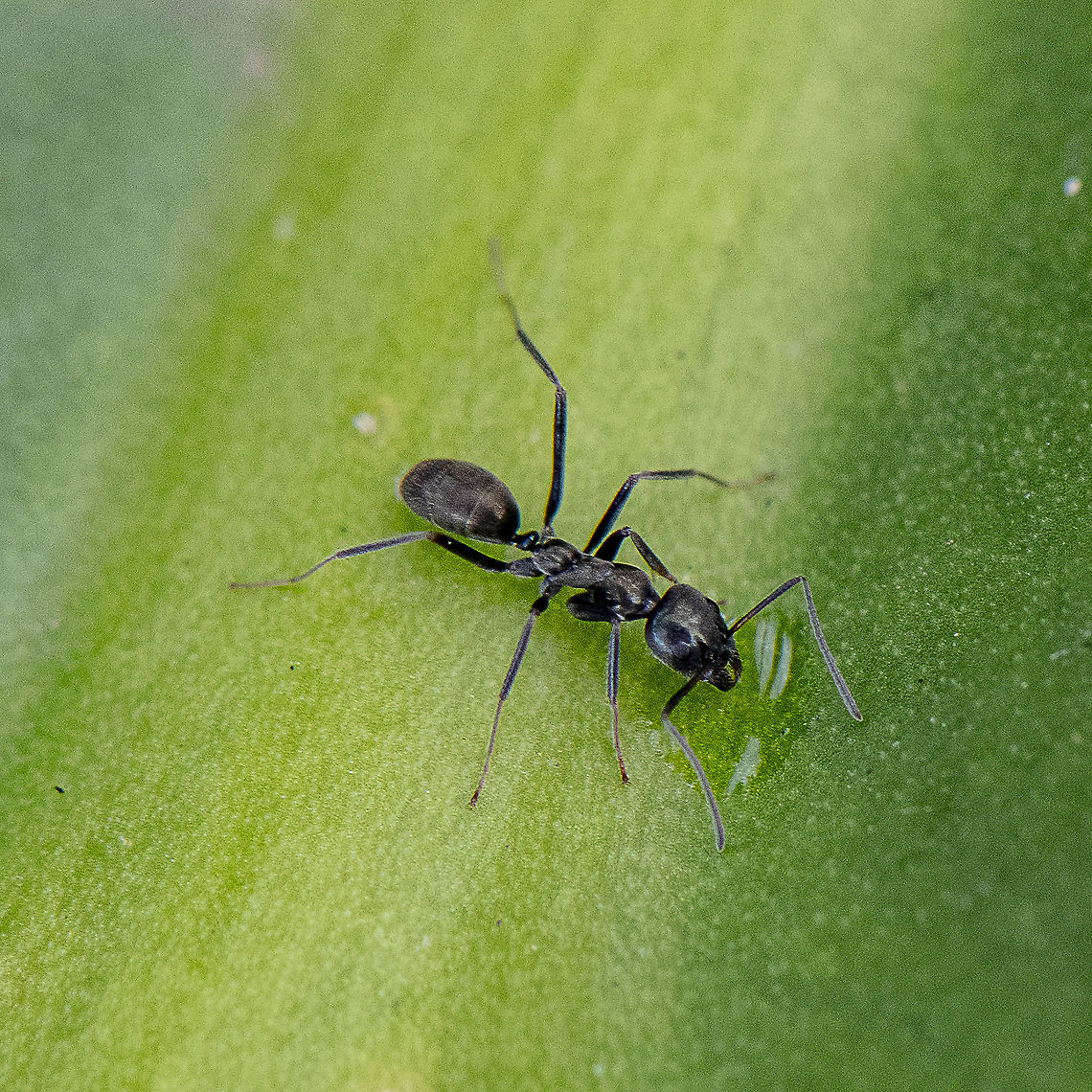 Thirsty Ant - Camponotus nigroaeneus? - A sugar ant <a href="https://canberra.naturemapr.org/sightings/4350305" rel="nofollow">https://canberra.naturemapr.org/sightings/4350305</a> Australia,Camponotus nigroaeneus,Geotagged,Summer