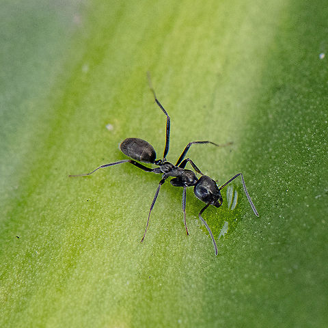 Thirsty Ant - Camponotus nigroaeneus? - A sugar ant https://canberra.naturemapr.org/sightings/4350305 Australia,Camponotus nigroaeneus,Geotagged,Summer
