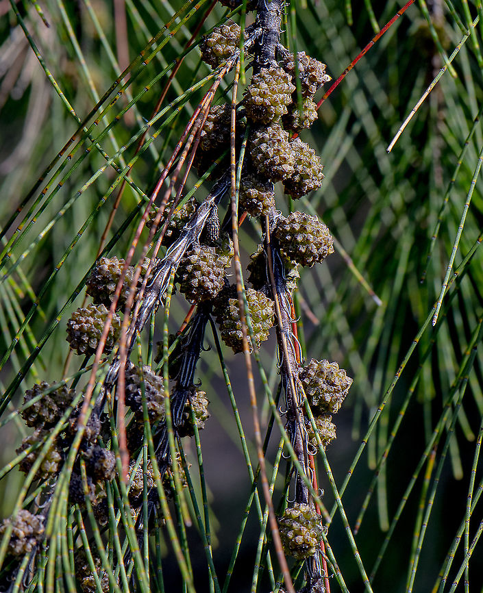 Casuarinaceae - she-oak - Casuarina cristata  Australia,Beach Sheoak,Casuarina cristata,Casuarina equisetifolia,Casuarina glauca,Geotagged,Summer,Swamp she-oak