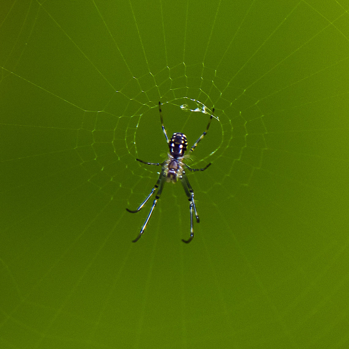 Orb Spider -Leucage dromedaria  Australia,Geotagged,Humped silver orb spider,Leucauge dromedaria,Summer