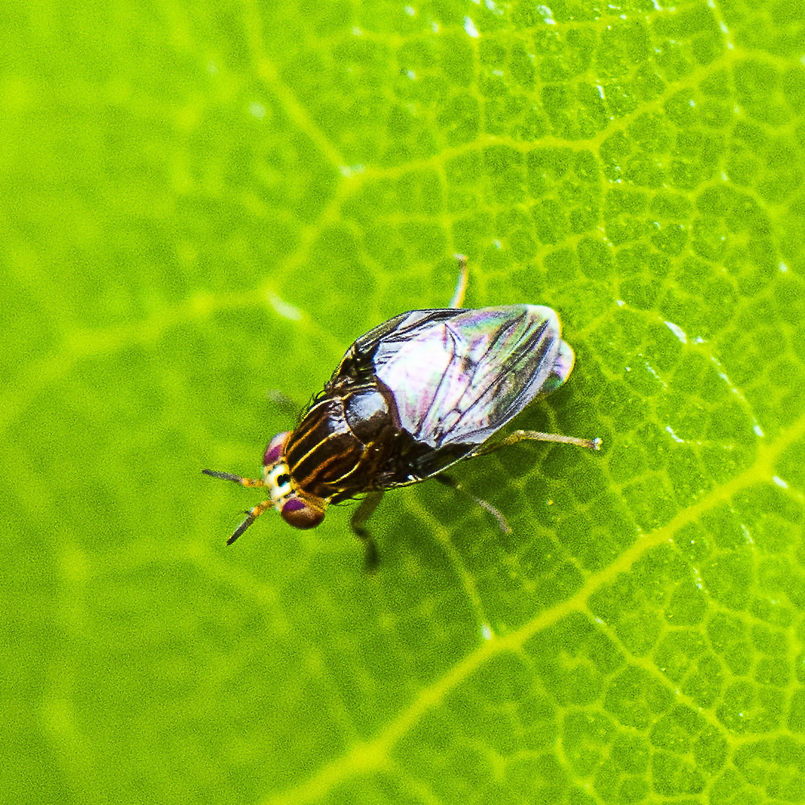 Fly - Steganopsis melanogaster  Australia,Geotagged,Steganopsis melanogaster,Summer