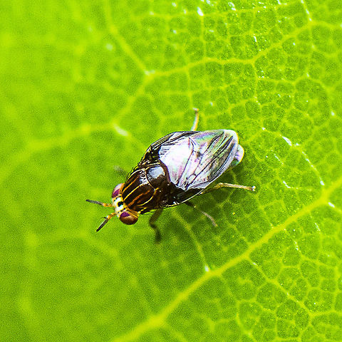 Fly - Steganopsis melanogaster  Australia,Geotagged,Steganopsis melanogaster,Summer
