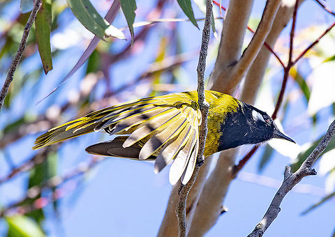 White eared honeyeater  Australia,Geotagged,Nesoptilotis leucotis,Spring,White-eared honeyeater