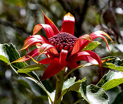 Waratah  Australia,Geotagged,Spring,Telopea speciosissima,Waratah