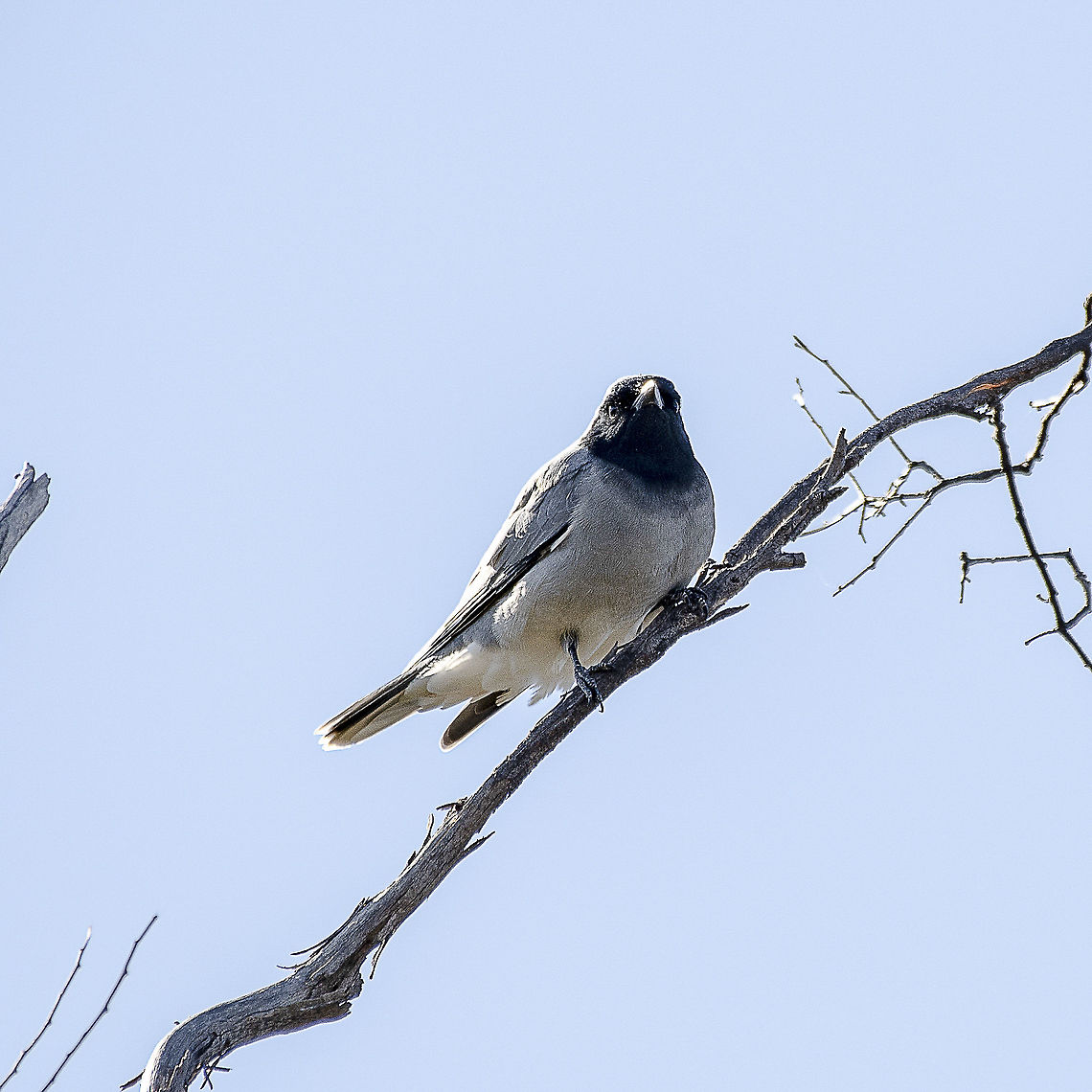 Black Faced Cuckooshrike  Australia,Black-faced cuckooshrike,Coracina novaehollandiae,Geotagged,Winter