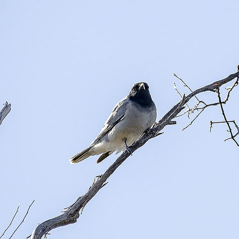 Black Faced Cuckooshrike  Australia,Black-faced cuckooshrike,Coracina novaehollandiae,Geotagged,Winter