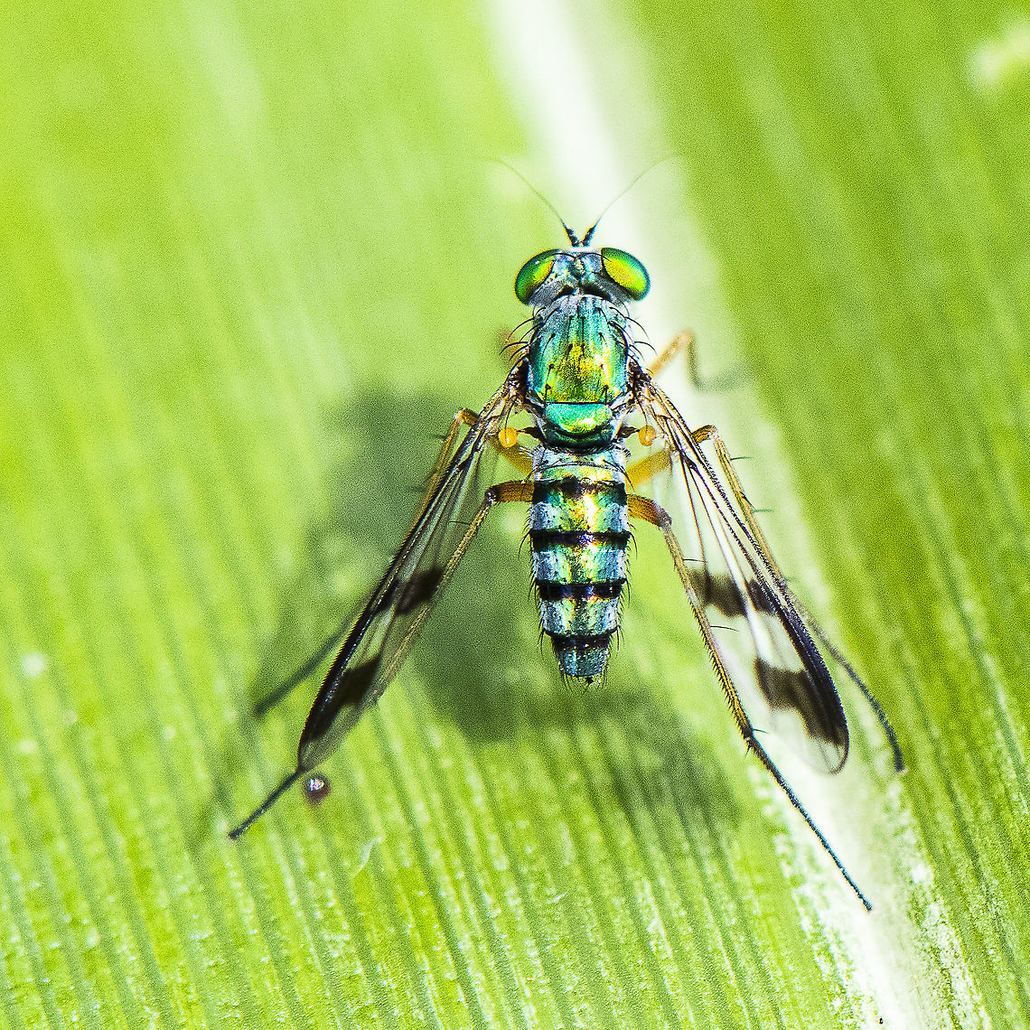 Austrosciapus connexus ? Tiny highly active darting fly Australia,Austrosciapus connexus,Geotagged,Green long-legged fly,Summer