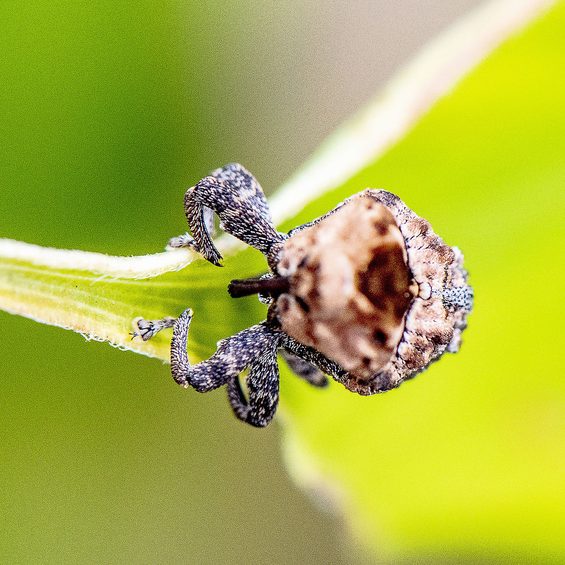 Weevil World Something eerie about this shot Australia,Geotagged,Summer