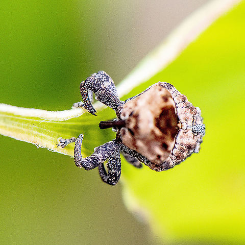Weevil World Something eerie about this shot Australia,Geotagged,Summer