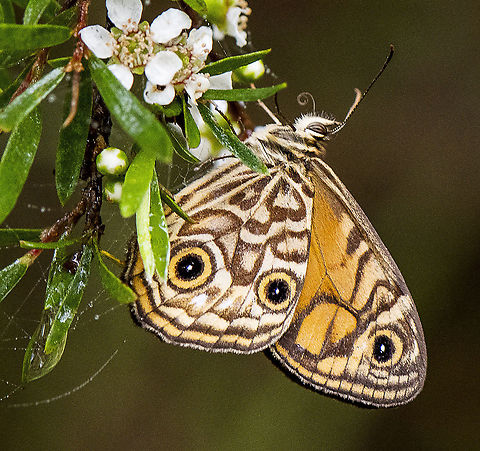 Flutter By -  Oreixenica lathoniella - Common Silver Xenica  Australia,Geotagged,Oreixenica lathoniella,Silver Xenica,Summer