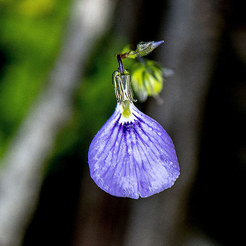 Lady’s Slipper - Pigea monopetala  Australia,Geotagged,Lady's Slipper,Pigea monopetala,Summer