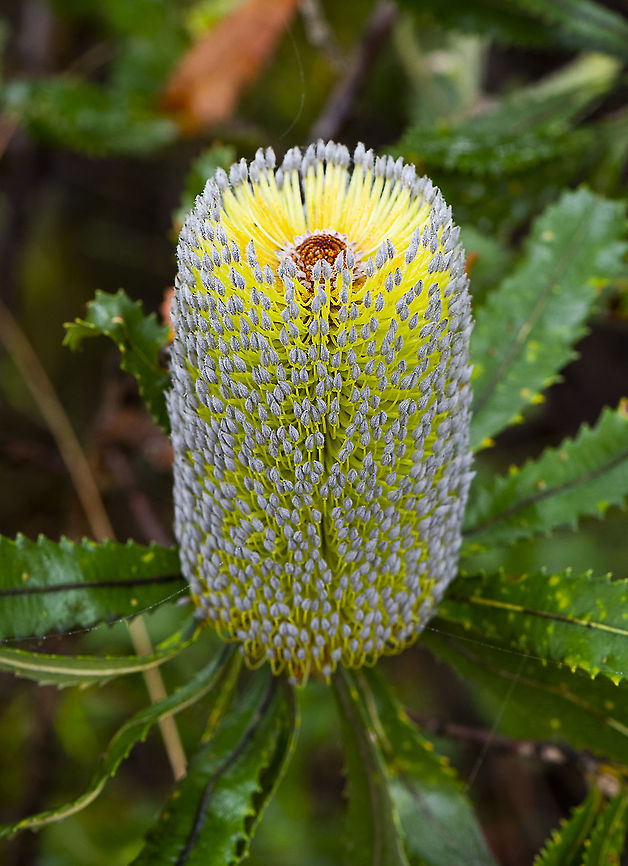 Beautiful Banksia - Banksia Serrata  Australia,Banksia serrata,Geotagged,Saw banksia,Summer