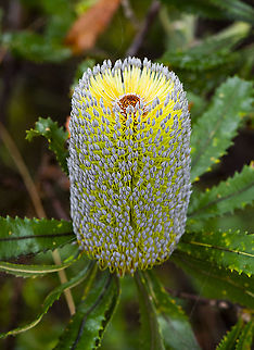 Saw banksia
