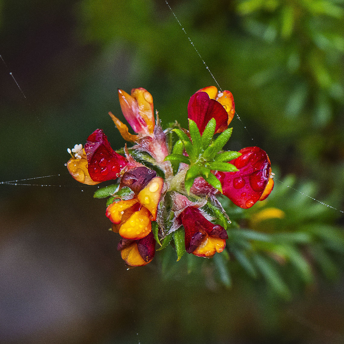 Phyllota phylicoides - Heath Phyllota  Australia,Geotagged,Phyllota phylicoides,Summer