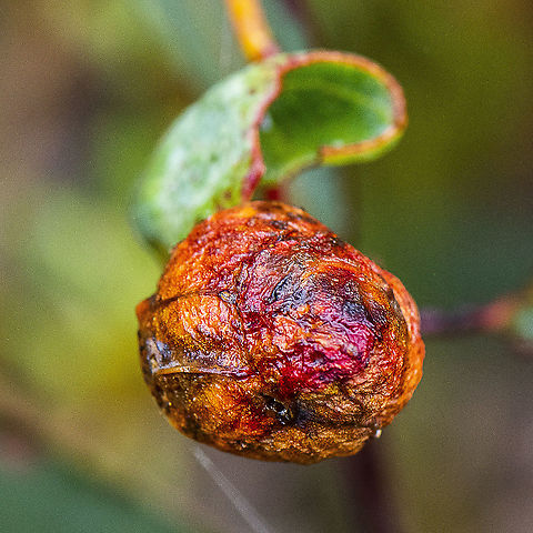 Apple like leaf gall on eucalypt  Australia,Geotagged,Summer