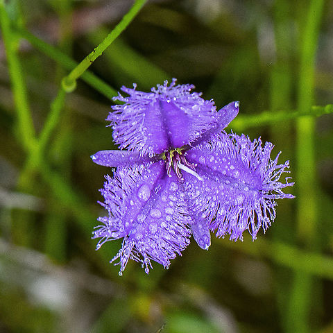 Beyond the Fringe - Fringe Lilly  Australia,Fringe-lily,Geotagged,Summer,Thysanotus juncifolius