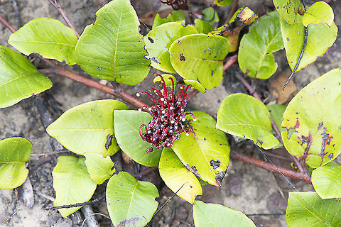 Grevillea laurifolia - Laurel-leaf grevillea  Australia,Geotagged,Grevillea laurifolia,Summer