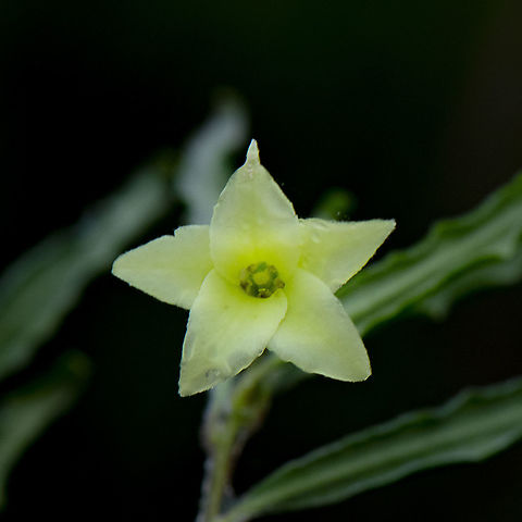 A creeper - Apple Berry - Billardiera scandens This was found entangled in a lambertia formosa. I will go back when it has fruited Apple berry,Australia,Billardiera scandens,Geotagged,Summer