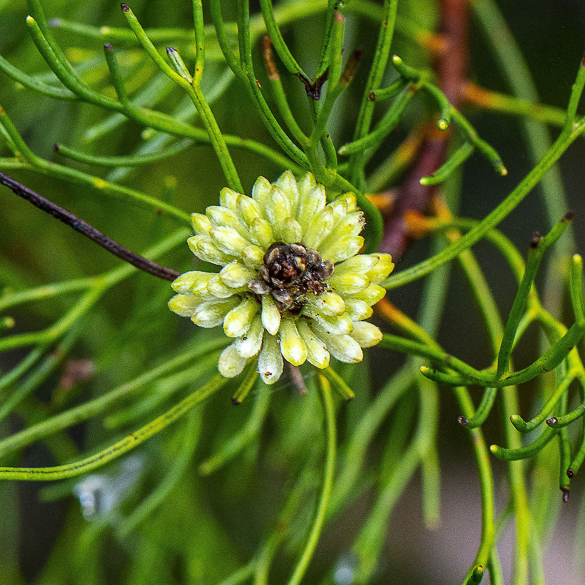 Isopogan anethifolius - Narrow leafed drumstick  Australia,Broad-leaved drumsticks,Geotagged,Isopogon anemonifolius,Isopogon anethifolius,Narrow-leafed Drumstick,Summer