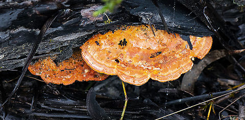 Tender nesting polypore - Hapalopilus nidulans or Hapalopilus rutilans ?  Australia,Cinnamon bracket,Geotagged,Hapalopilus nidulans,Summer