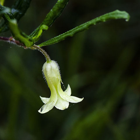 Billardiera scandens - Apple Berry - Creeper A traditional First peoples' bush food Apple berry,Australia,Billardiera scandens,Geotagged,Summer