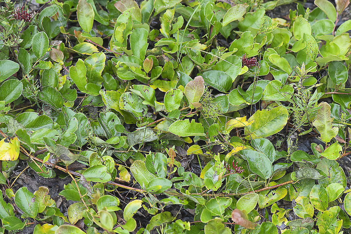 Grevillea laurifolia - Laurel-leaf grevillea  Australia,Geotagged,Grevillea laurifolia,Summer